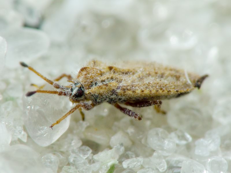 Lasiacantha capucina (Germar, 1837)